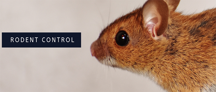 Effective Rodent control services